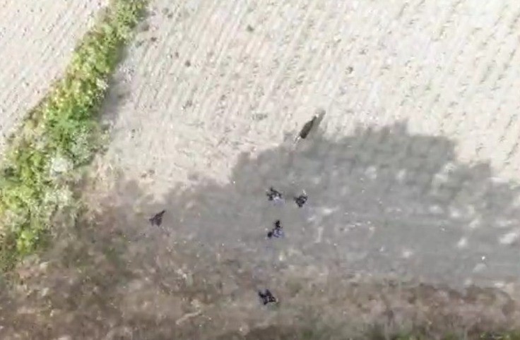 Edirne’de kaybolan buzağı dron ile bulundu

