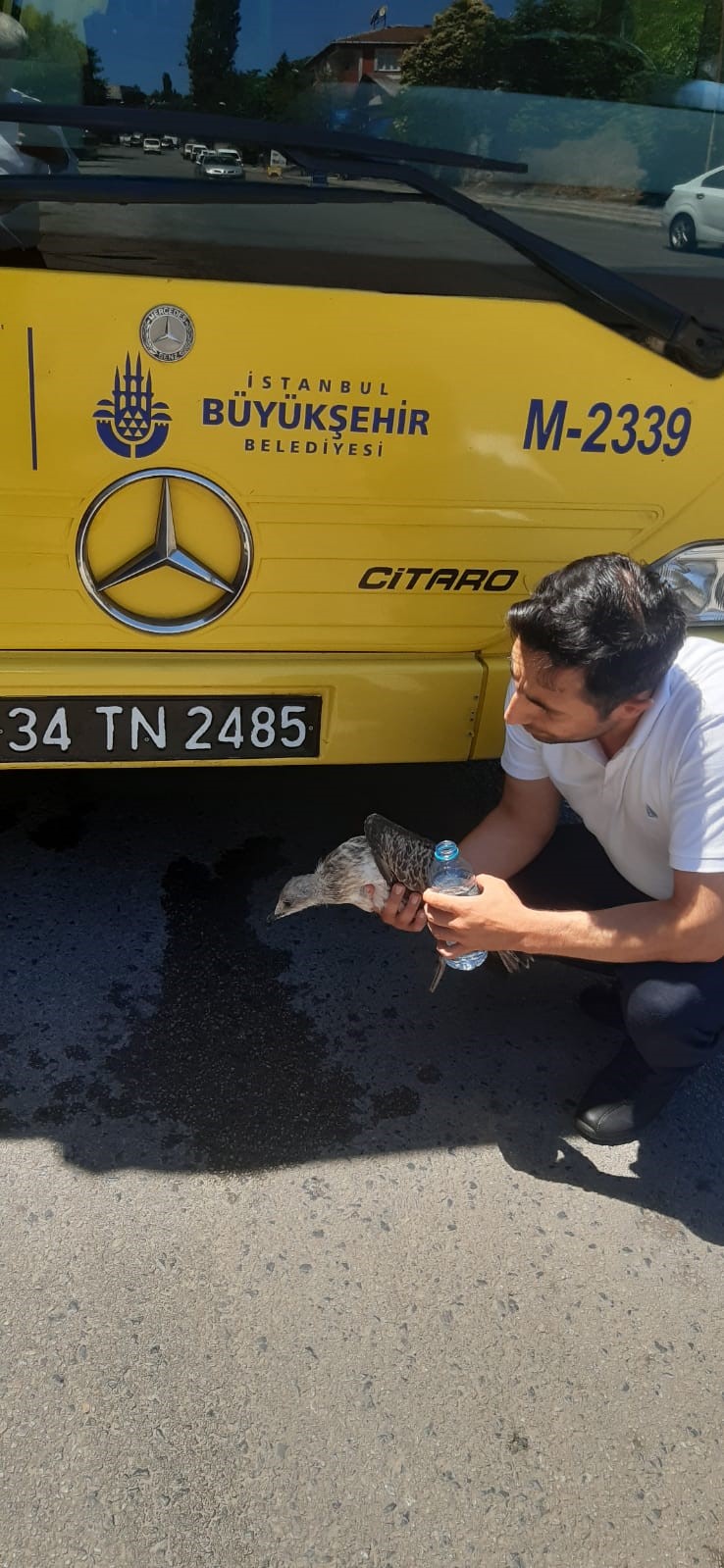 Ataşehir’de İETT şoförü otobüse çarpan martıyı böyle kurtardı
