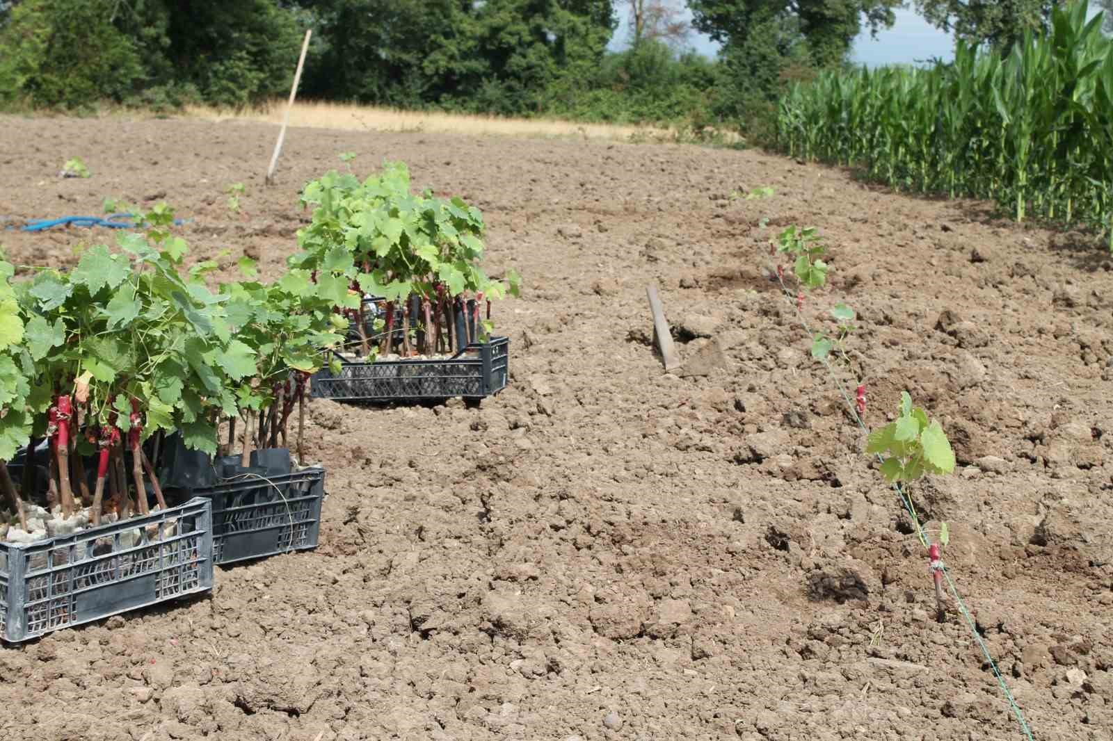 Düzceli kadın çiftçiler tarımsal yeniliklerle buluşuyor
