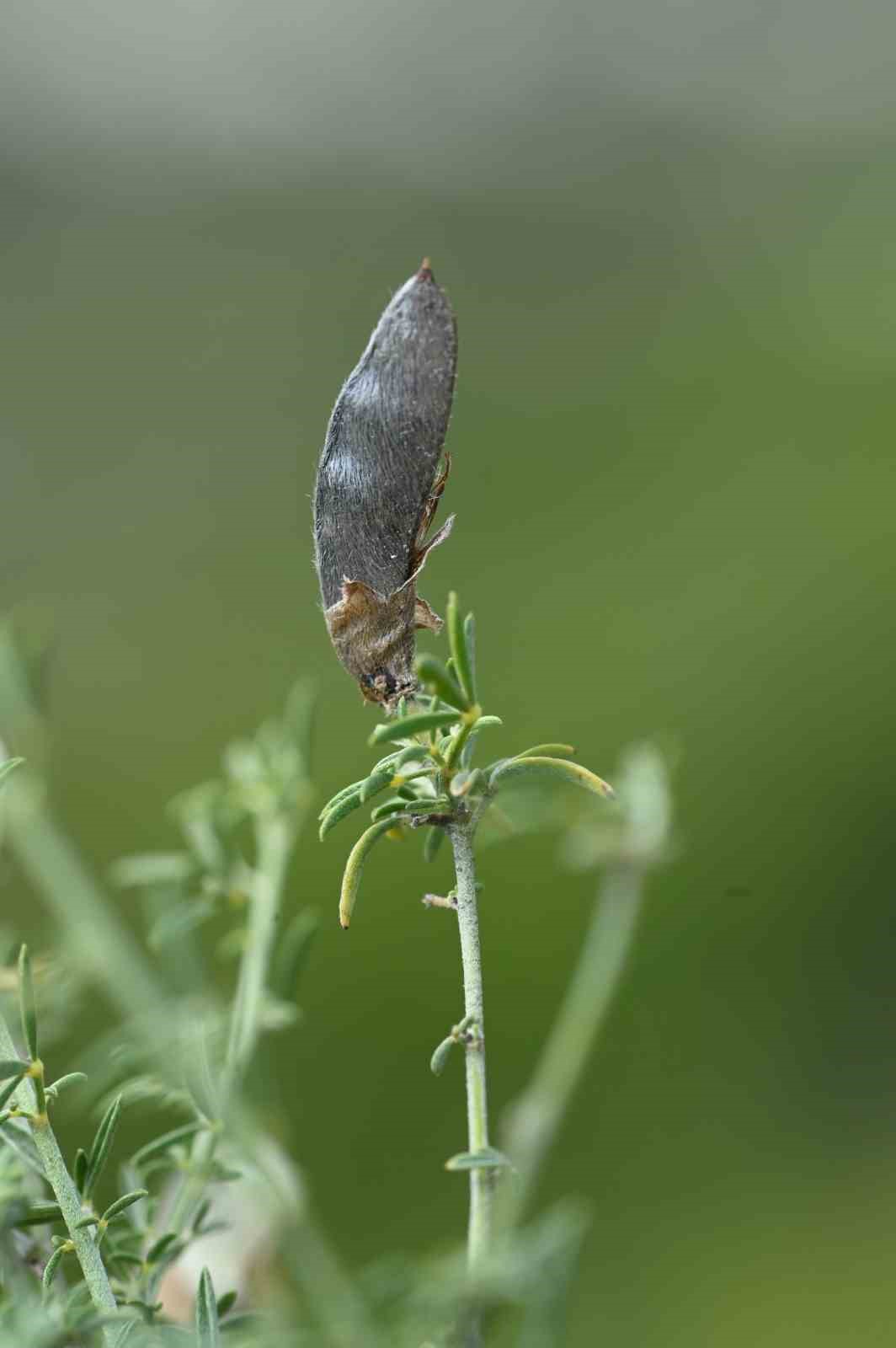 Egeli bilim adamı Prof. Dr. Yıldırım, &rsquo;İzmirbor&ccedil;ağı&rsquo;nı literat&uuml;re kazandırdı
