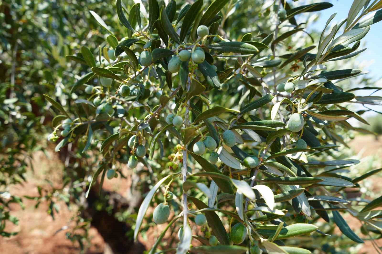 Kilis'te zeytin ve zeytinyağında yüksek rekolte beklentisi üreticiyi sevindirdi İhlas Haber Ajansı