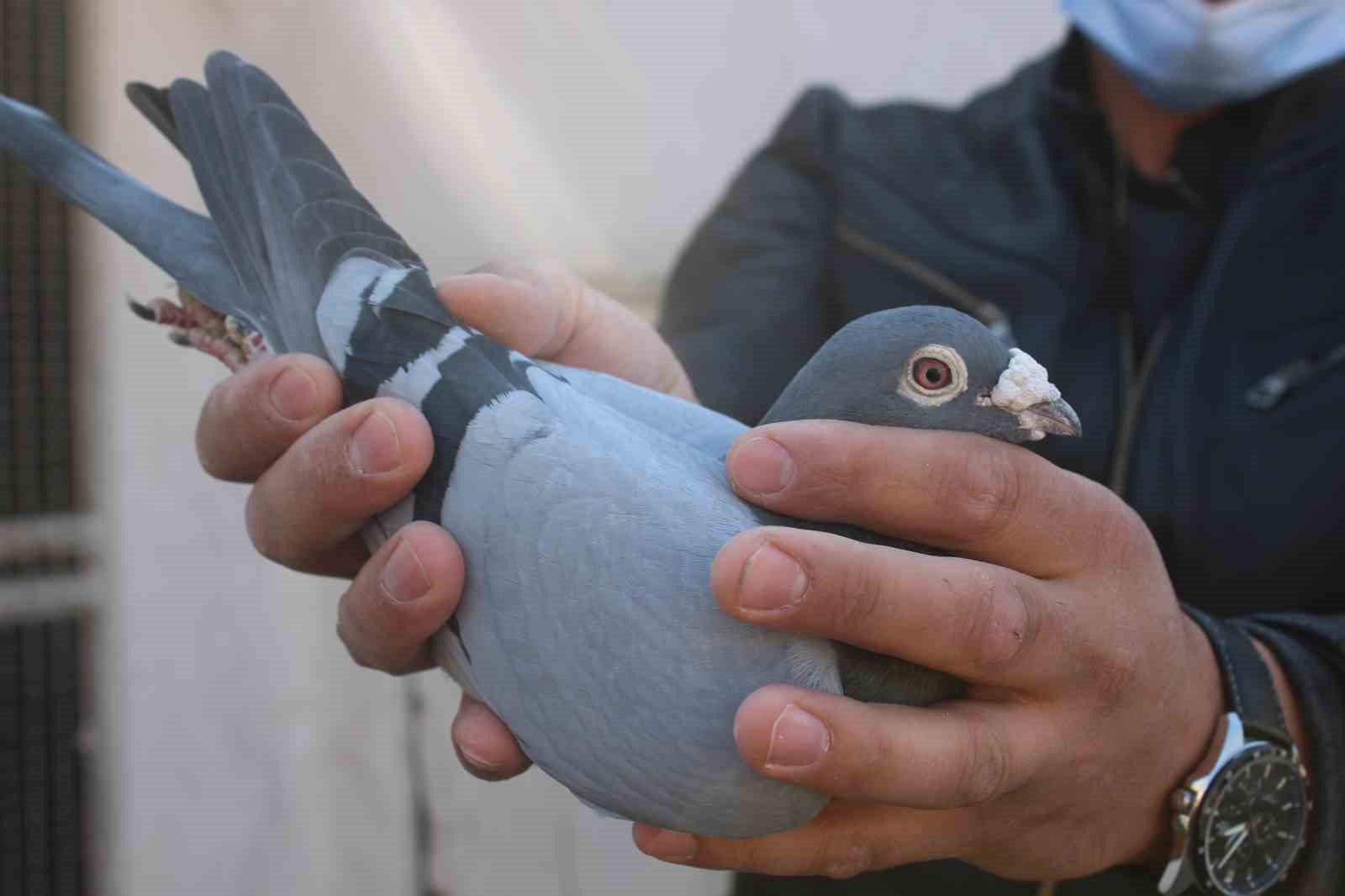 G&uuml;n&uuml; birlik bin kilometrenin &uuml;zerinde mesafeyi u&ccedil;abilen posta g&uuml;vercinleri Erzincan&rsquo;dan İzmir&rsquo;e gitmeleri i&ccedil;in havaya salındı
