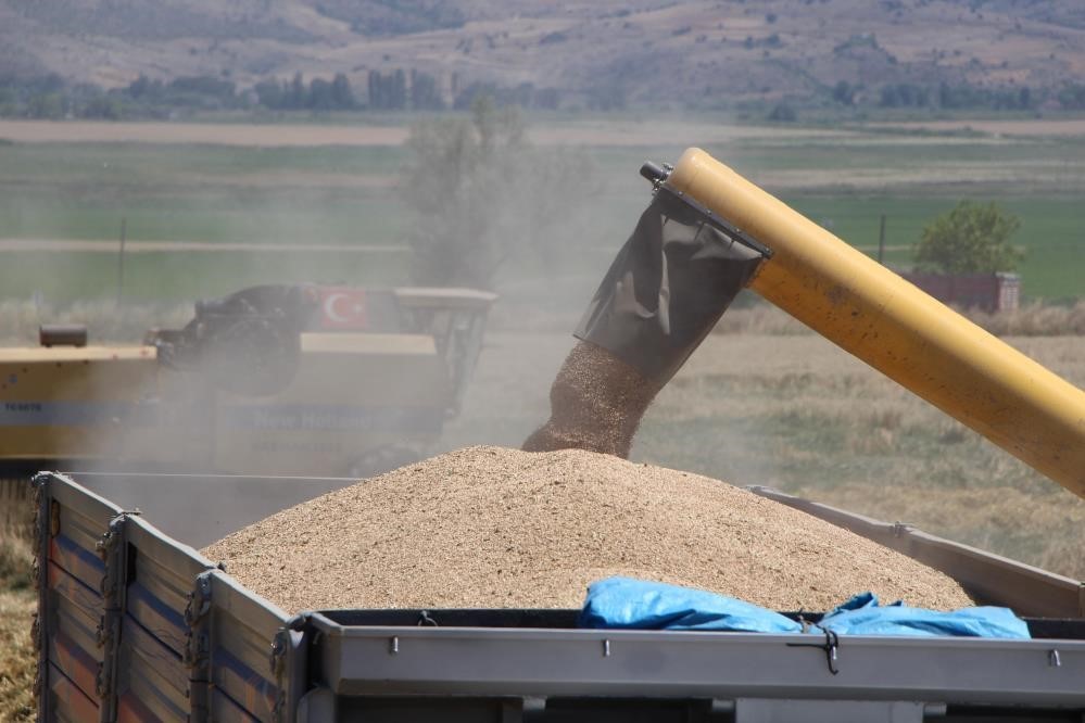 Hububatta biçerdöver ile hasat işlemleri sürüyor
