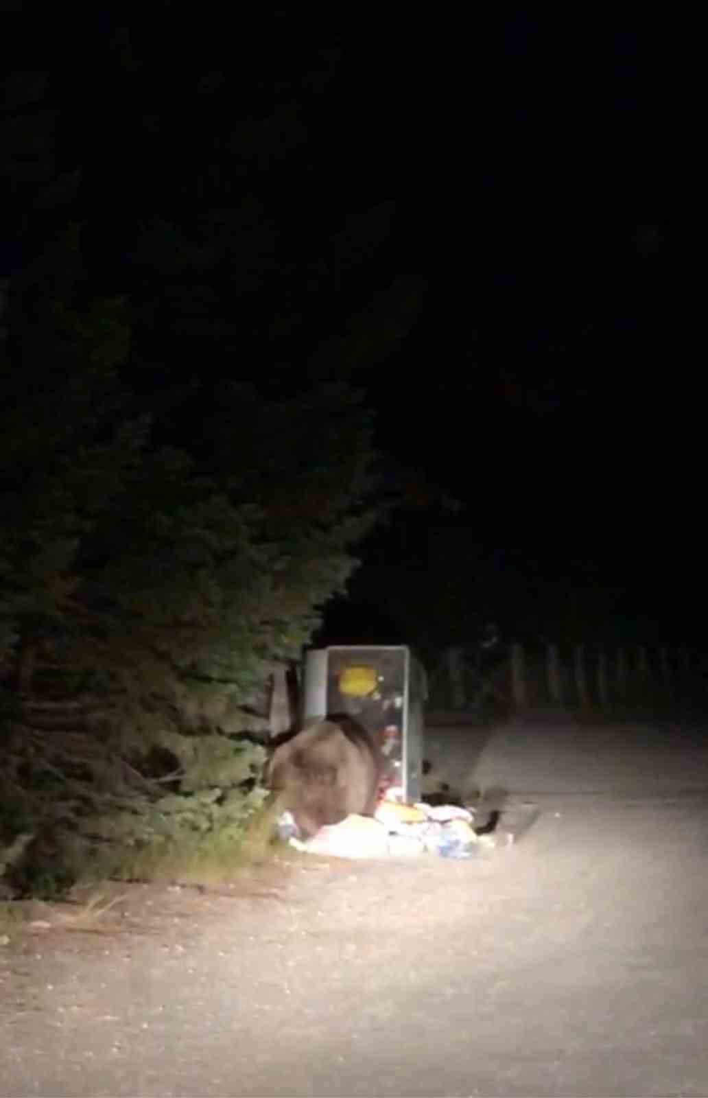 Uludağ’da aç kalan ayı yemek ararken görüntülendi
