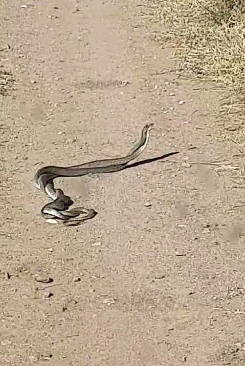 Bayrami&ccedil;&rsquo;te yılanların &rsquo;&ccedil;iftleşme dansı&rsquo; kameraya yansıdı
