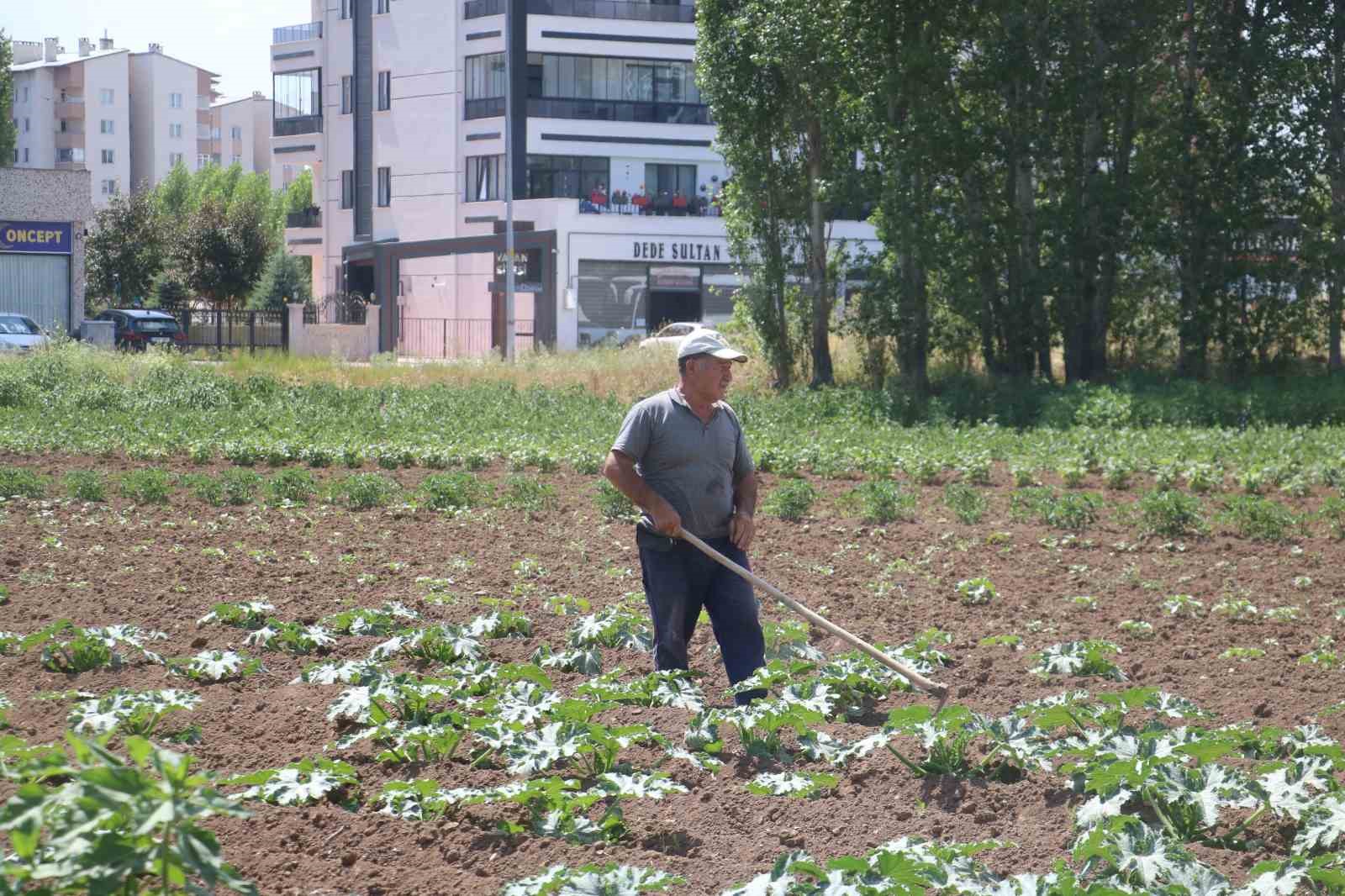Apartmanlar arasında tarım
