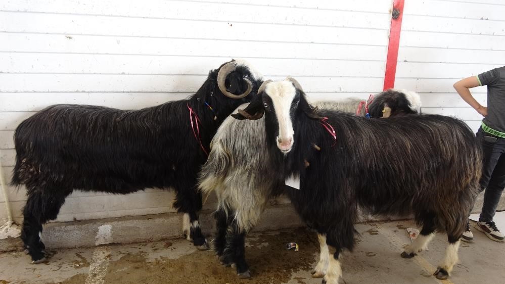 Hayvan başına 2 bin TL destek