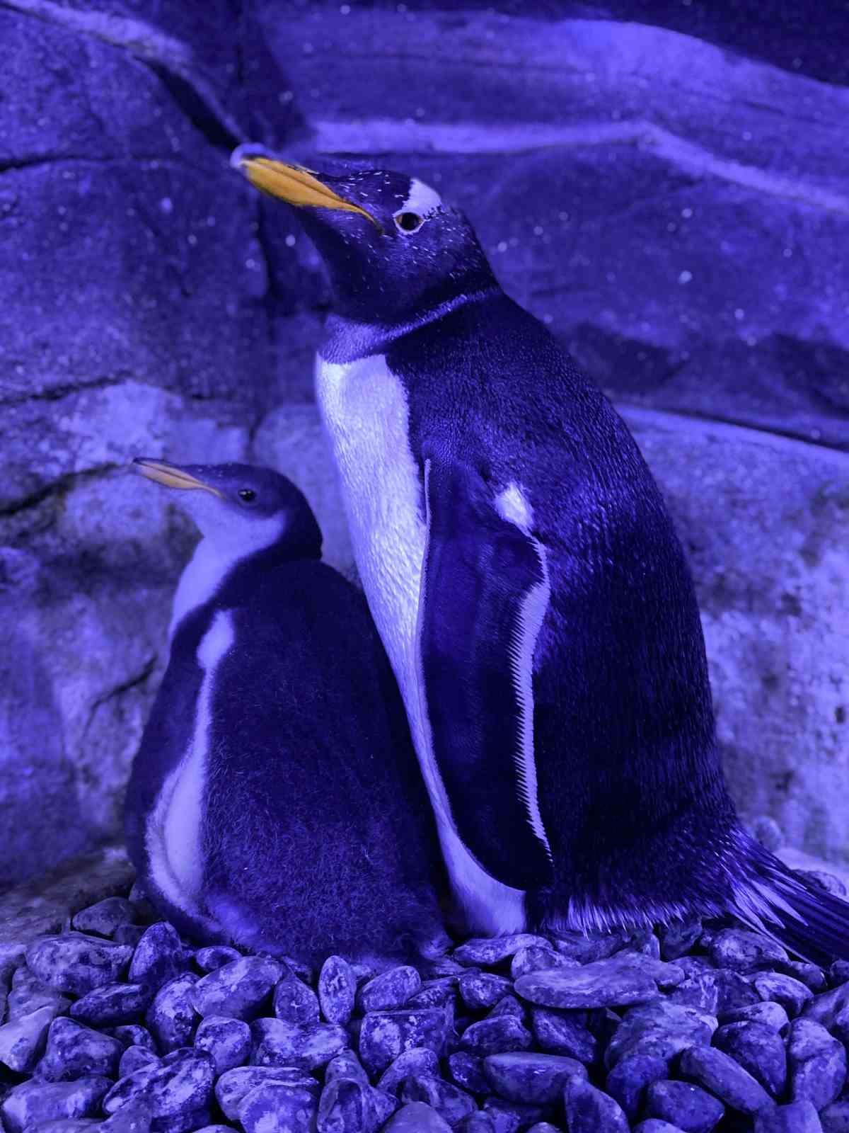 İstanbul&rsquo;da 4 penguen d&uuml;nyaya geldi
