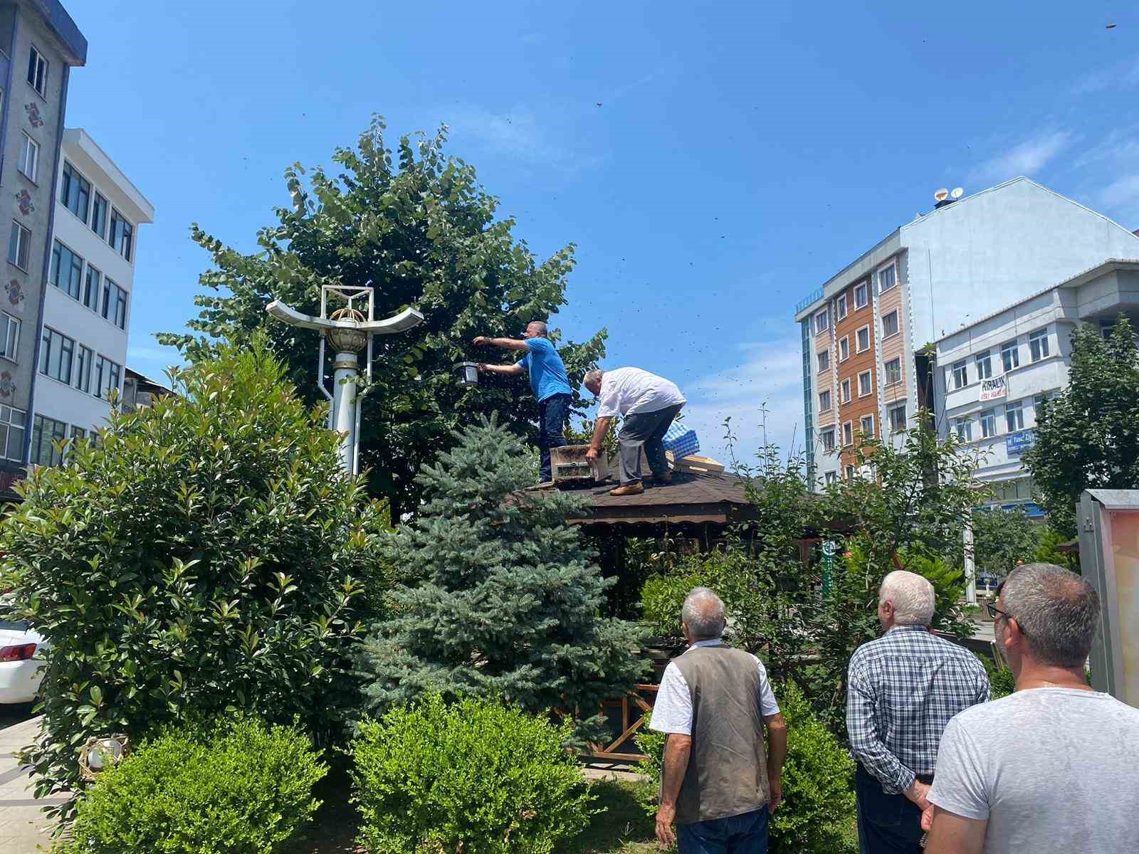 Rize’de oğul veren arılara İl Genel Meclisi üyesi müdahale etti
