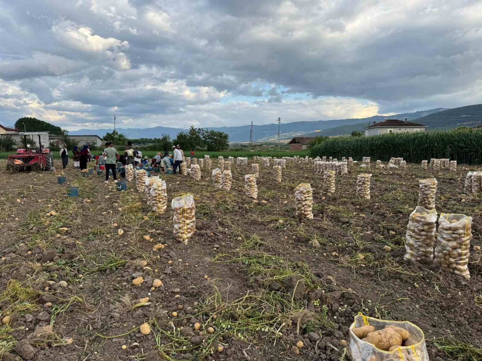 Niksar’da yerli patates hasadı yapıldı