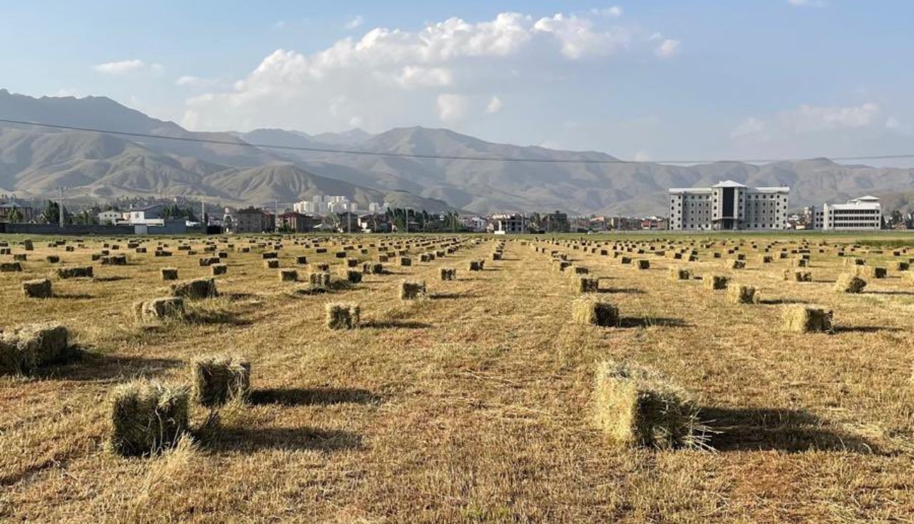 Y&uuml;ksekova&rsquo;da yağışlar tarımda verimliliği artırdı
