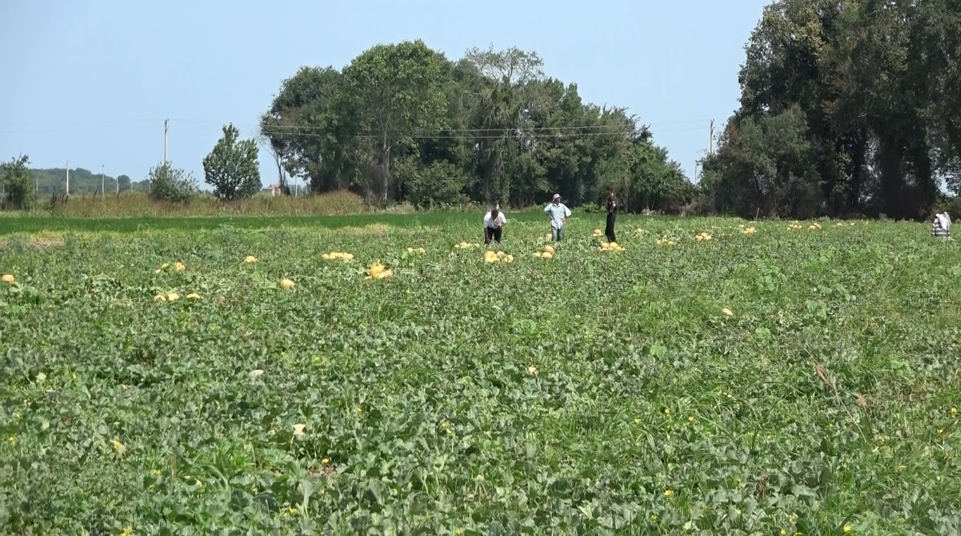Bafra Ovası&rsquo;nda kavun-karpuz hasadı başladı: Şeker gibi &uuml;r&uuml;nler tezgahlarda
