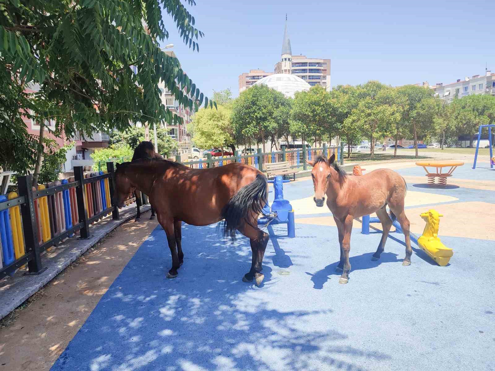 Yılkı atları çocuk parkını sevdi
