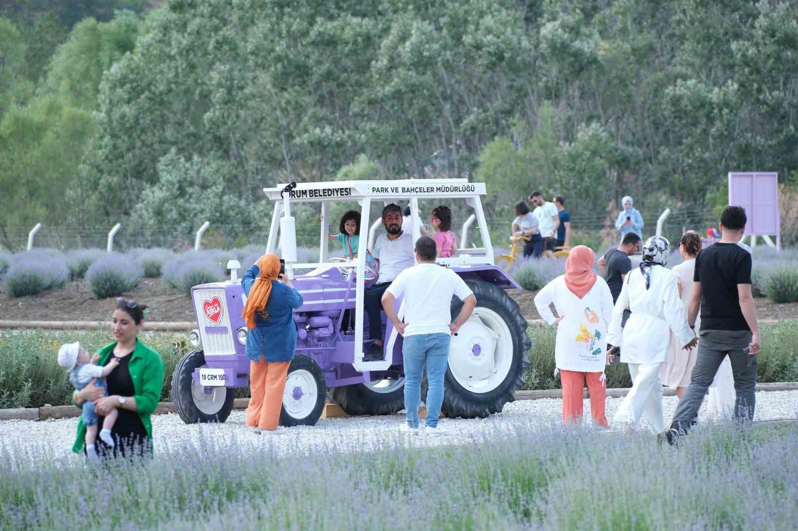 Lavanta bahçesi şehrin gözde mekanı oldu