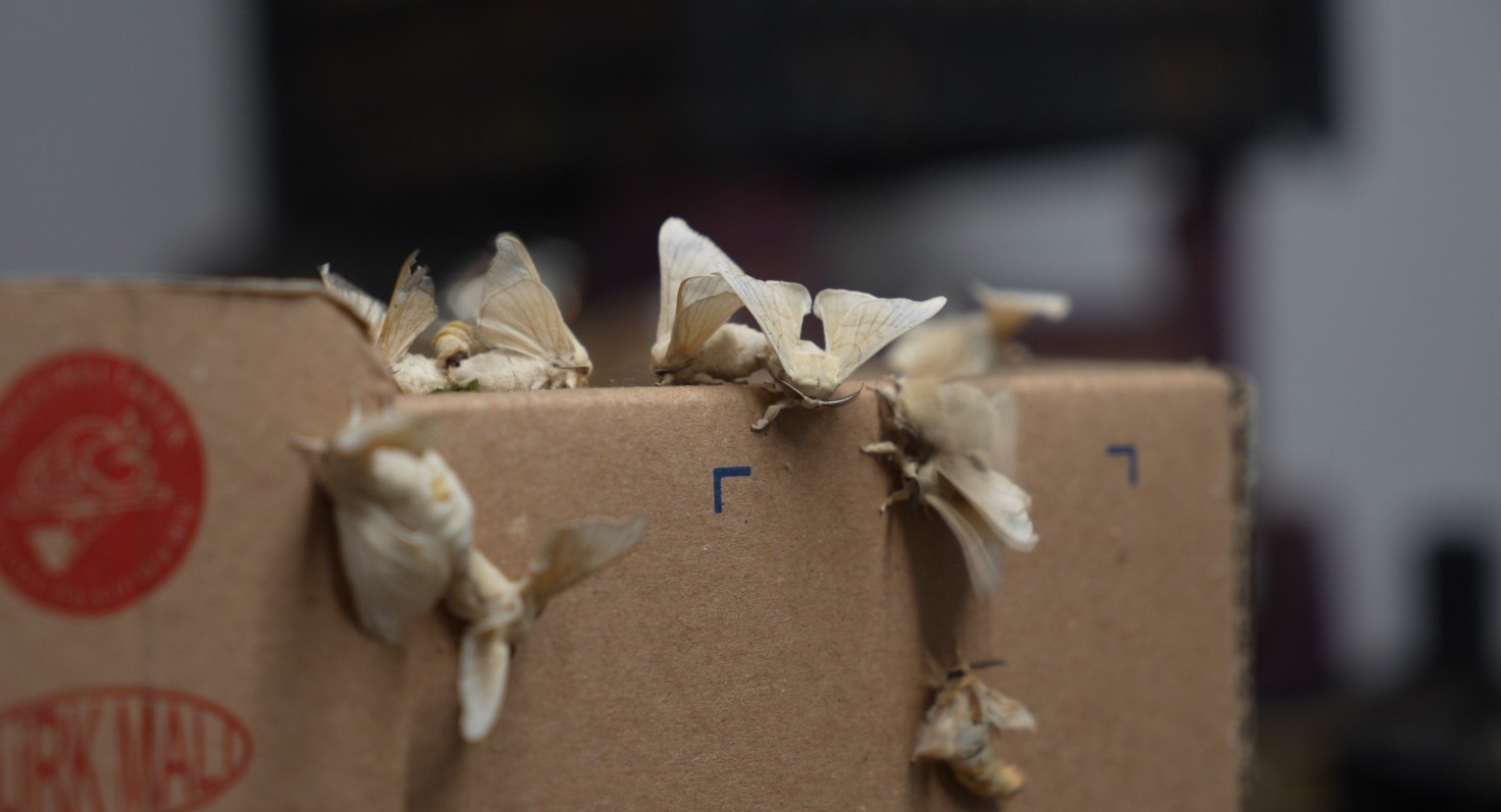 G&uuml;m&uuml;şhane&rsquo;nin yabani dut yaprakları ipek b&ouml;ceklerinin verimini arttırdı
