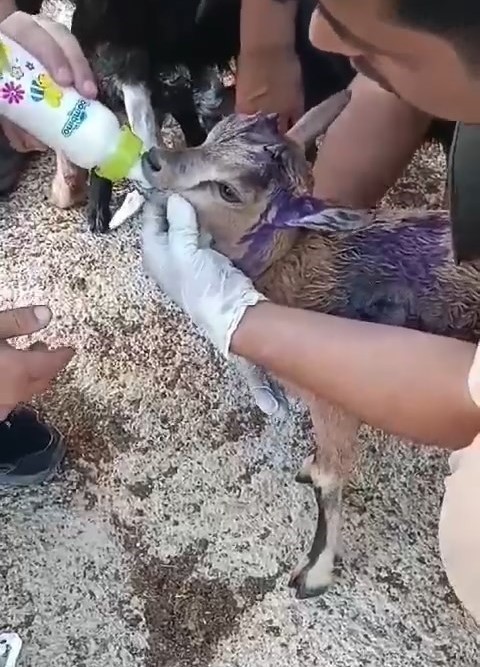 Sokak köpeklerinin saldırısına uğrayan dağ keçisi, tedavi altına alındı
