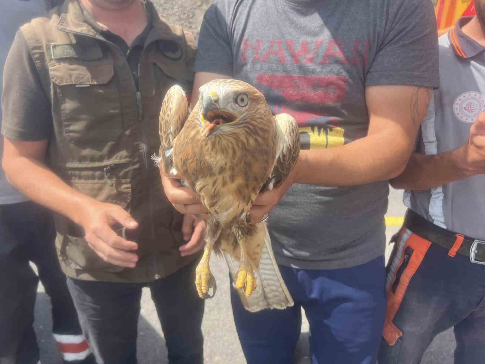 Kars&rsquo;ta Kızıl Şahin tedavi altına alındı
