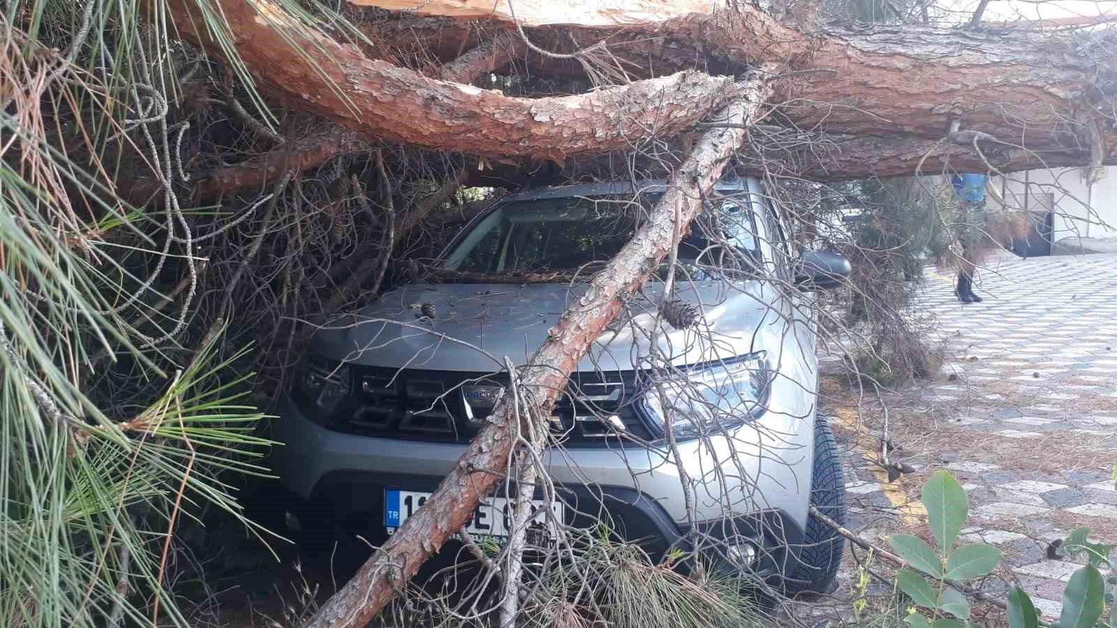 Koca &ccedil;am ağacı aracın &uuml;zerine devrildi
