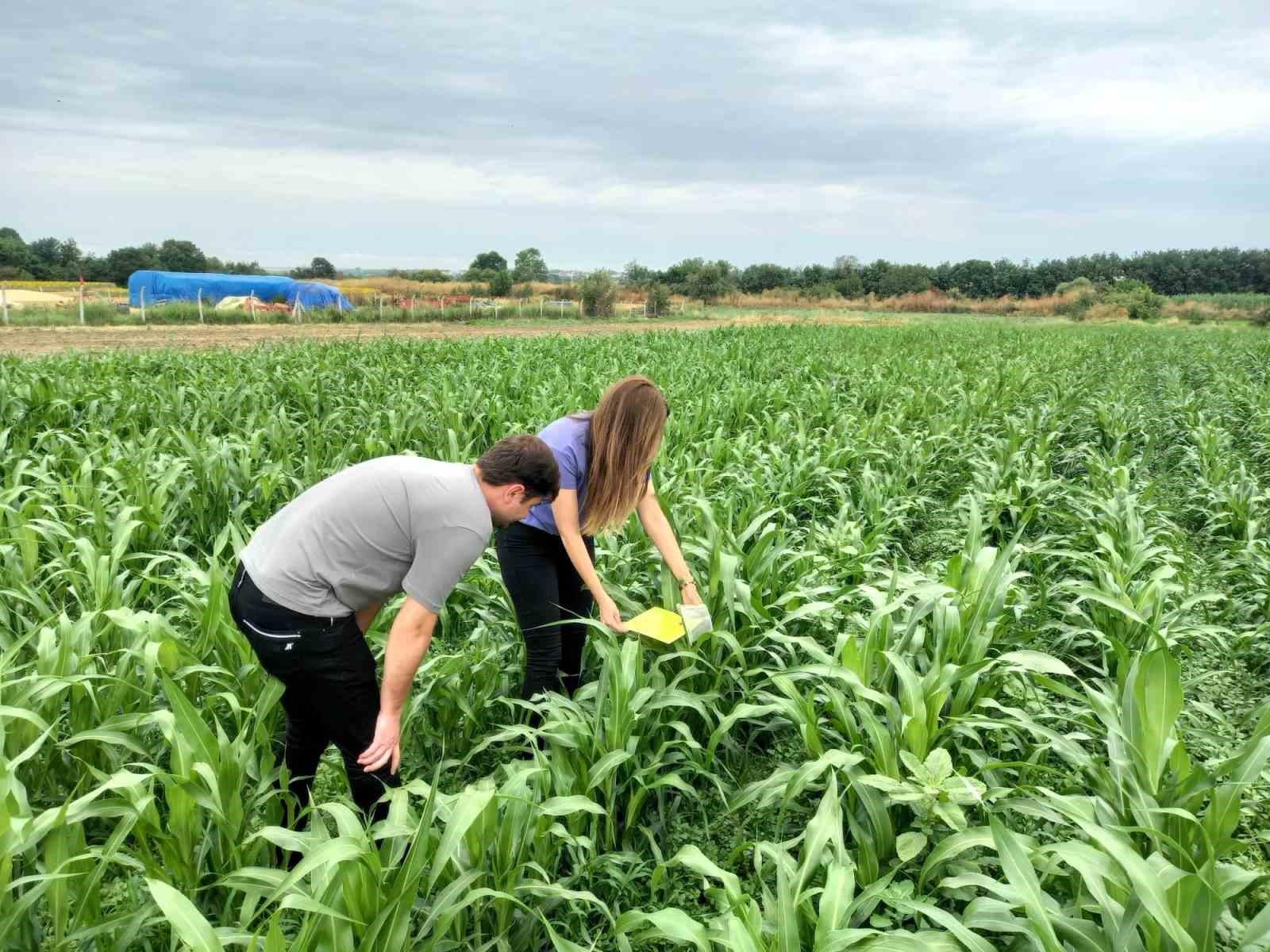 Batı mısır k&ouml;k kurduna fenomen tuzağı
