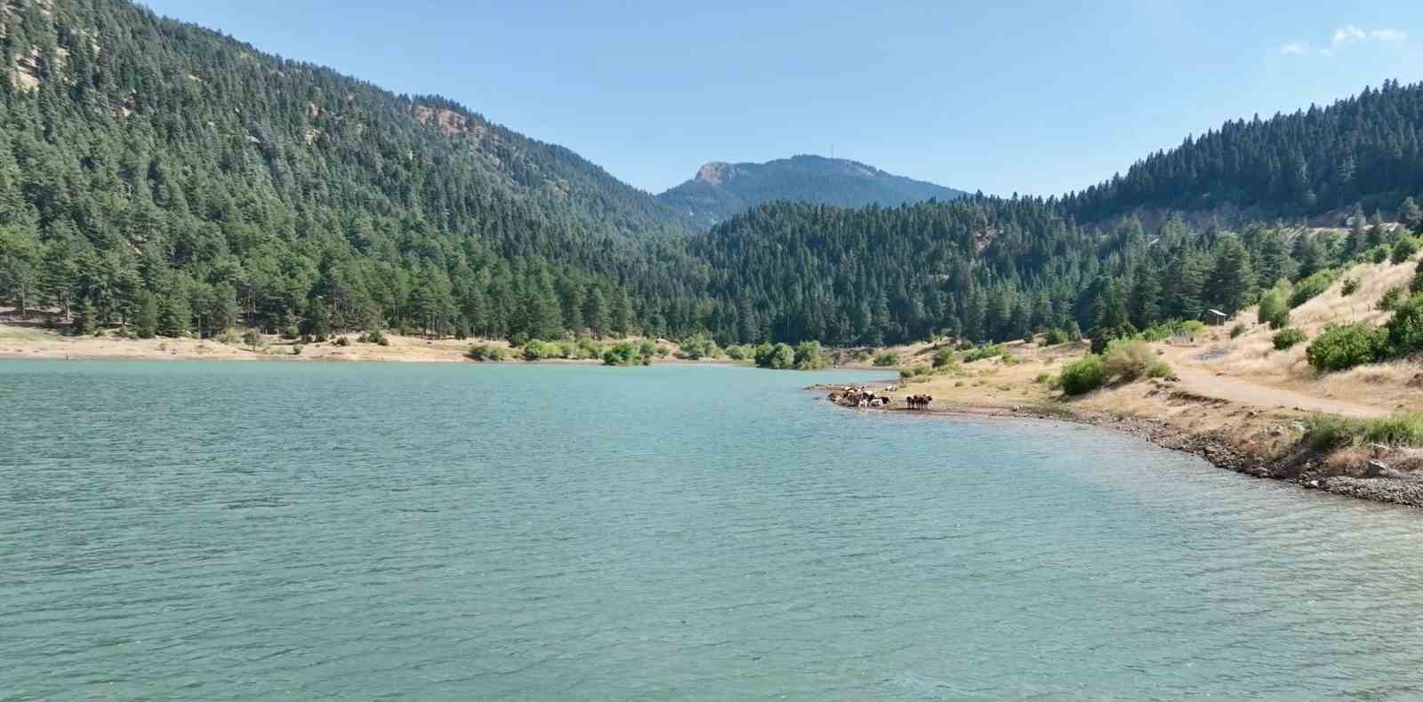 Sıcaktan bunalan inekler gölette serinledi