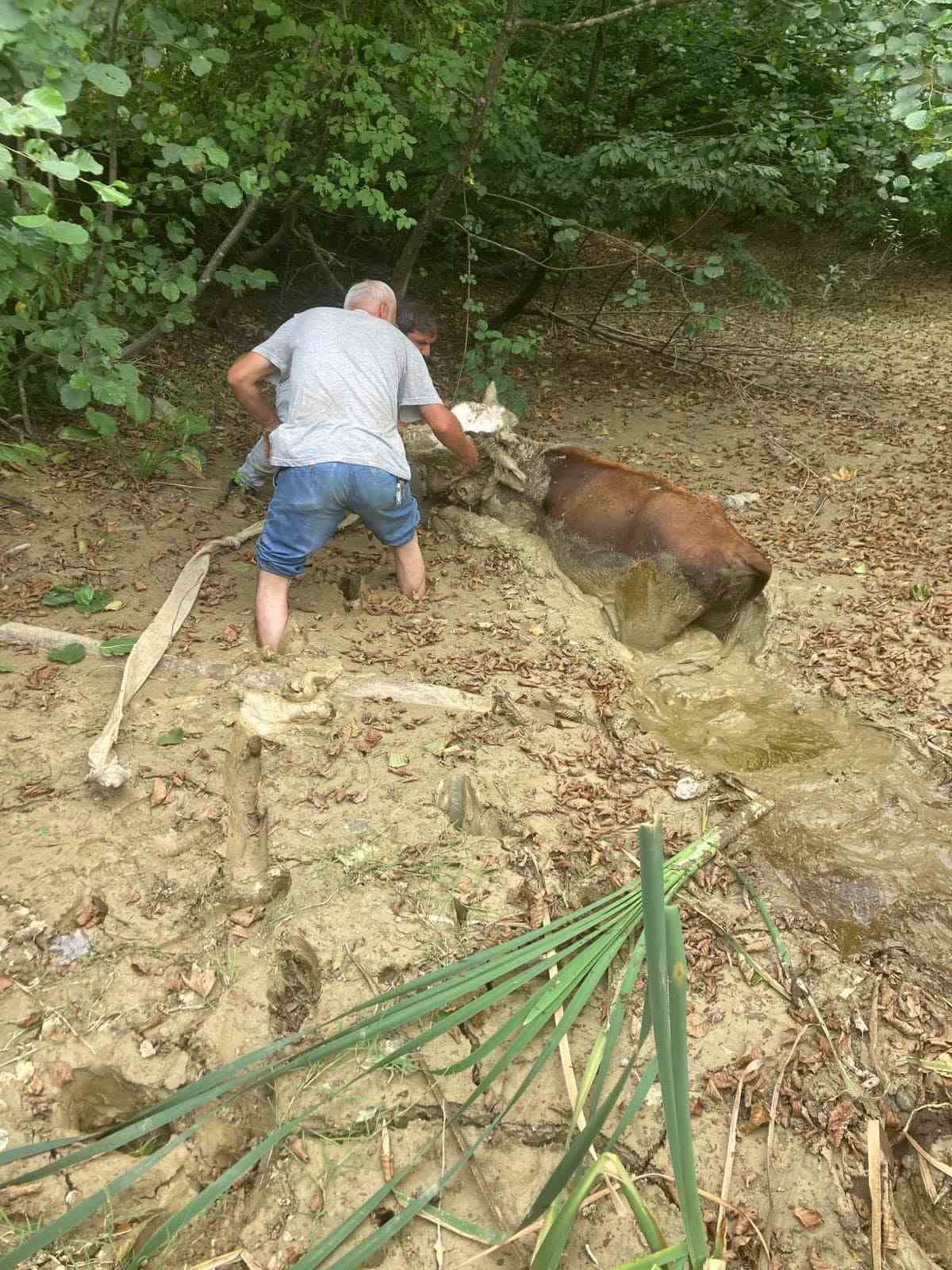 Çamura saplanan ineği ekipler kurtardı
