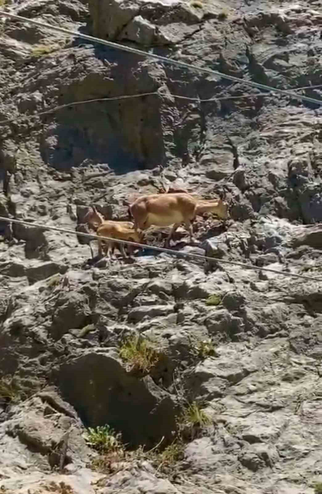 Yavrularını emziren dağ ke&ccedil;isi cep telefonuyla kaydedildi
