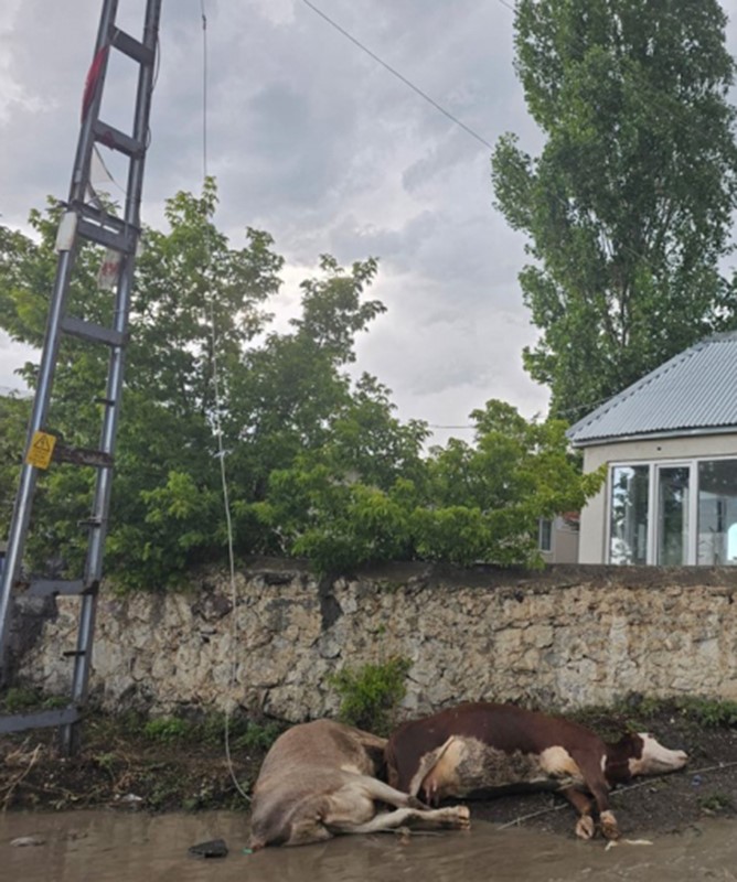 Kars&rsquo;ta elektrik akımına kapılan 2 b&uuml;y&uuml;kbaş hayvan telef oldu
