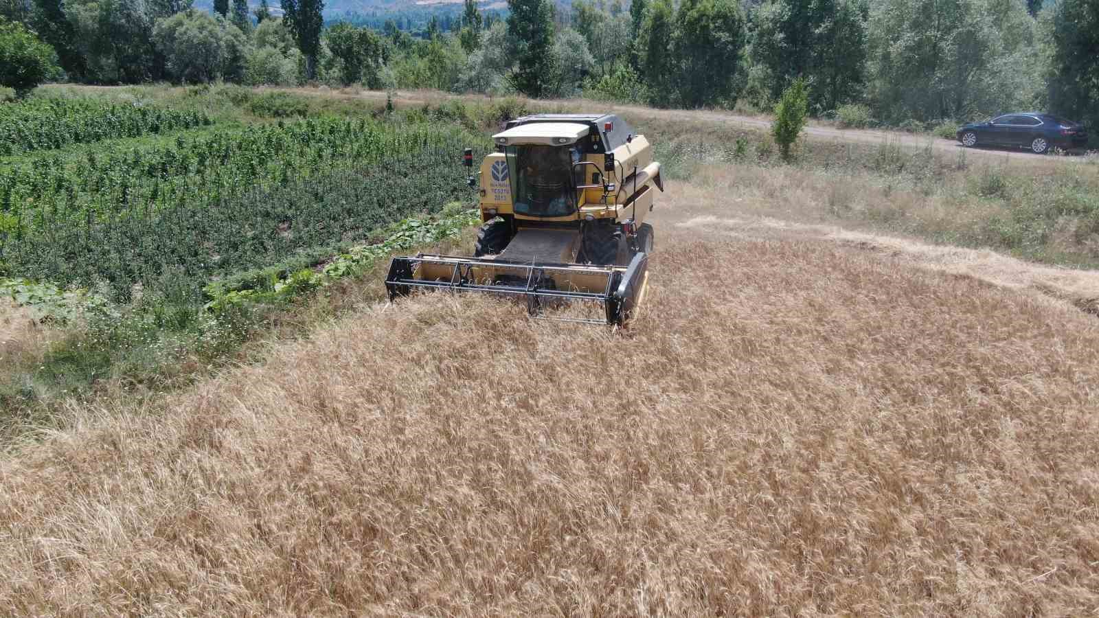 Sivas&rsquo;ın Adana&rsquo;sında hububat hasadı başladı
