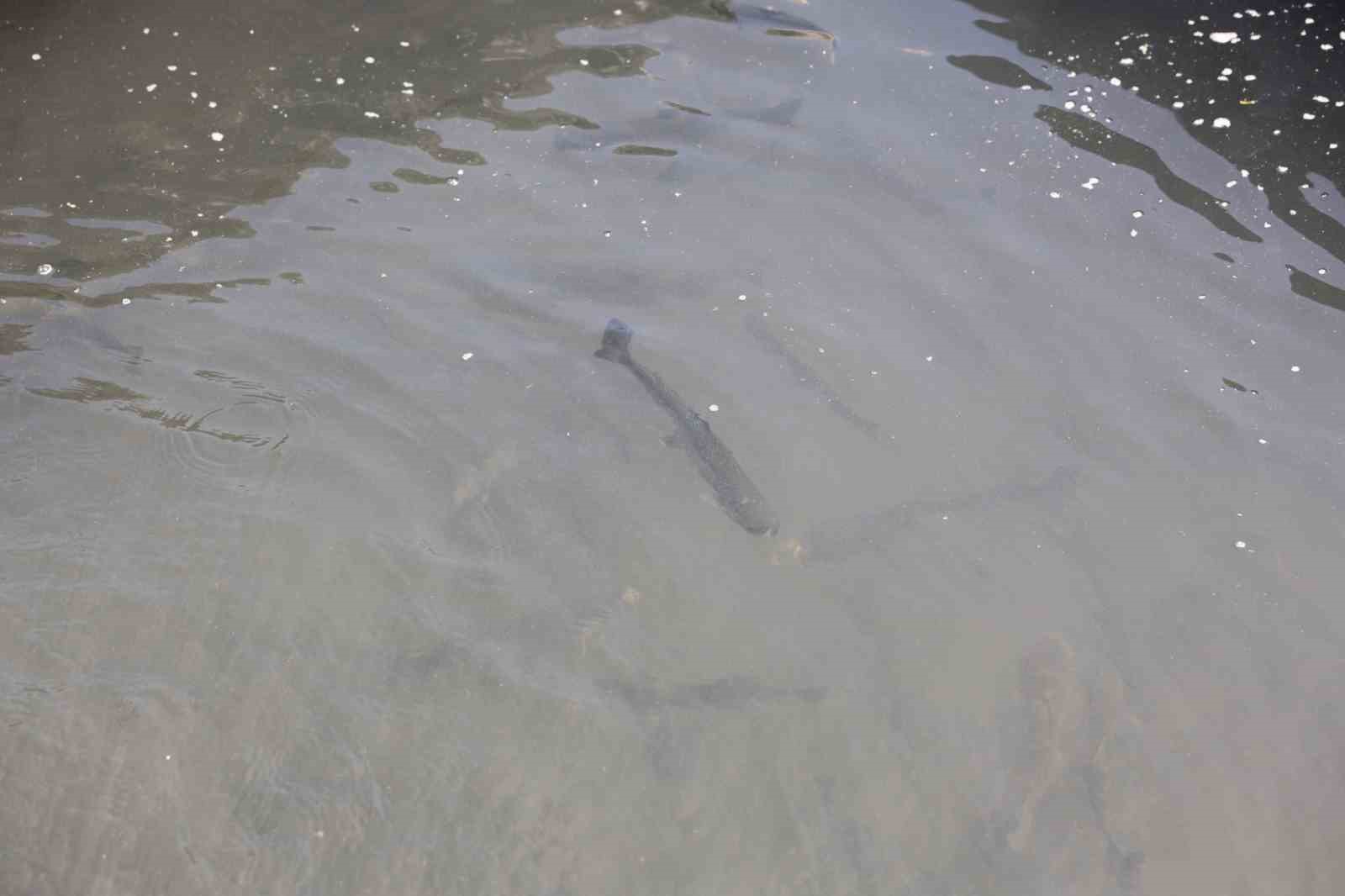 Sarıkamış&rsquo;ta bir kişi alabalık yetiştiriciliği yapıyor
