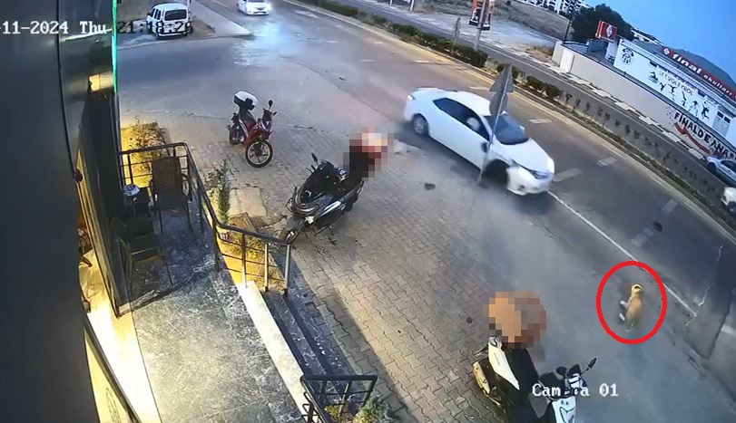 Kazada 2 otomobil arasında kalan k&ouml;pek kıl payı kurtuldu

