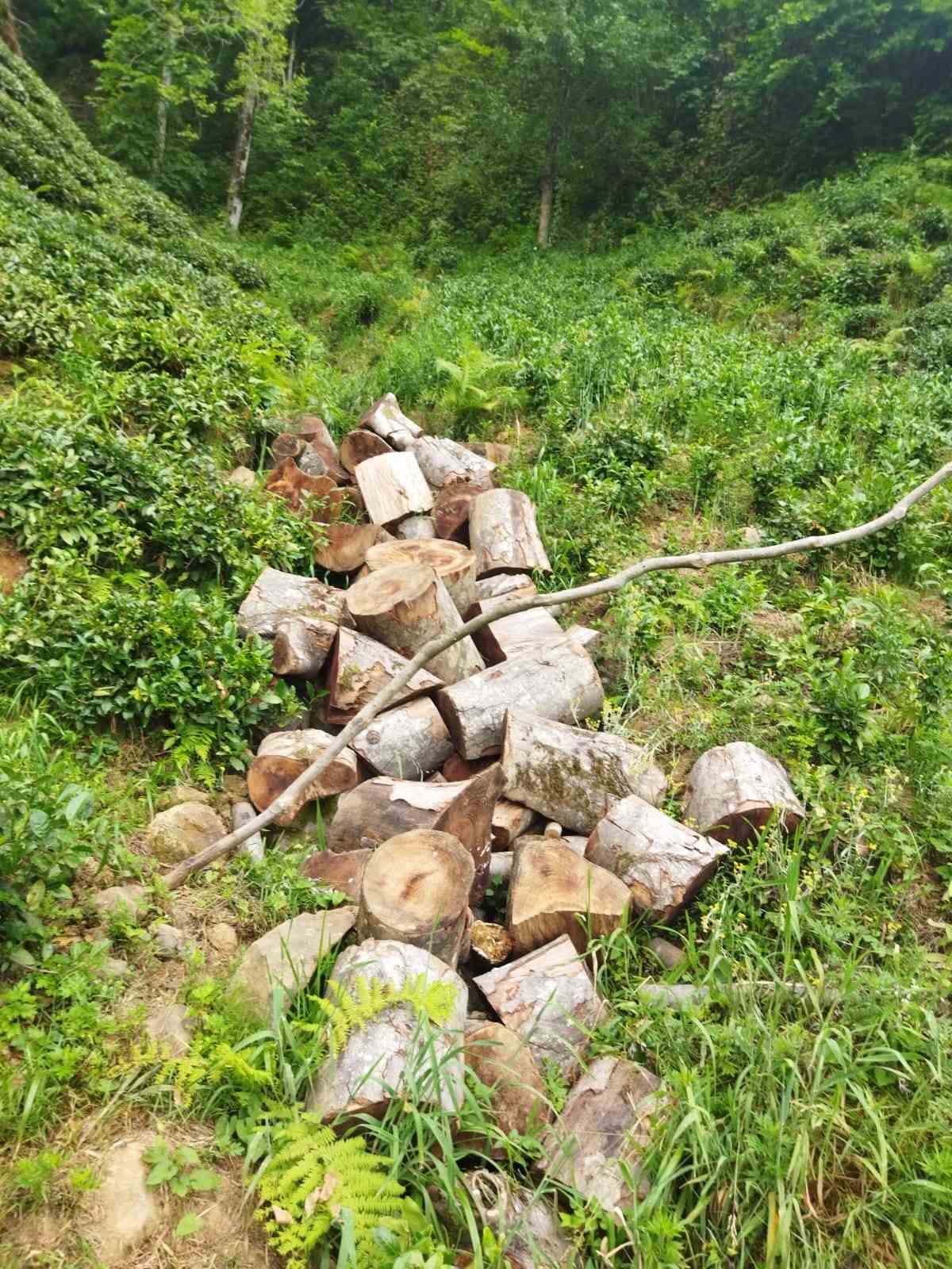 Rize’de akrabalar arasında odun bilmecesi
