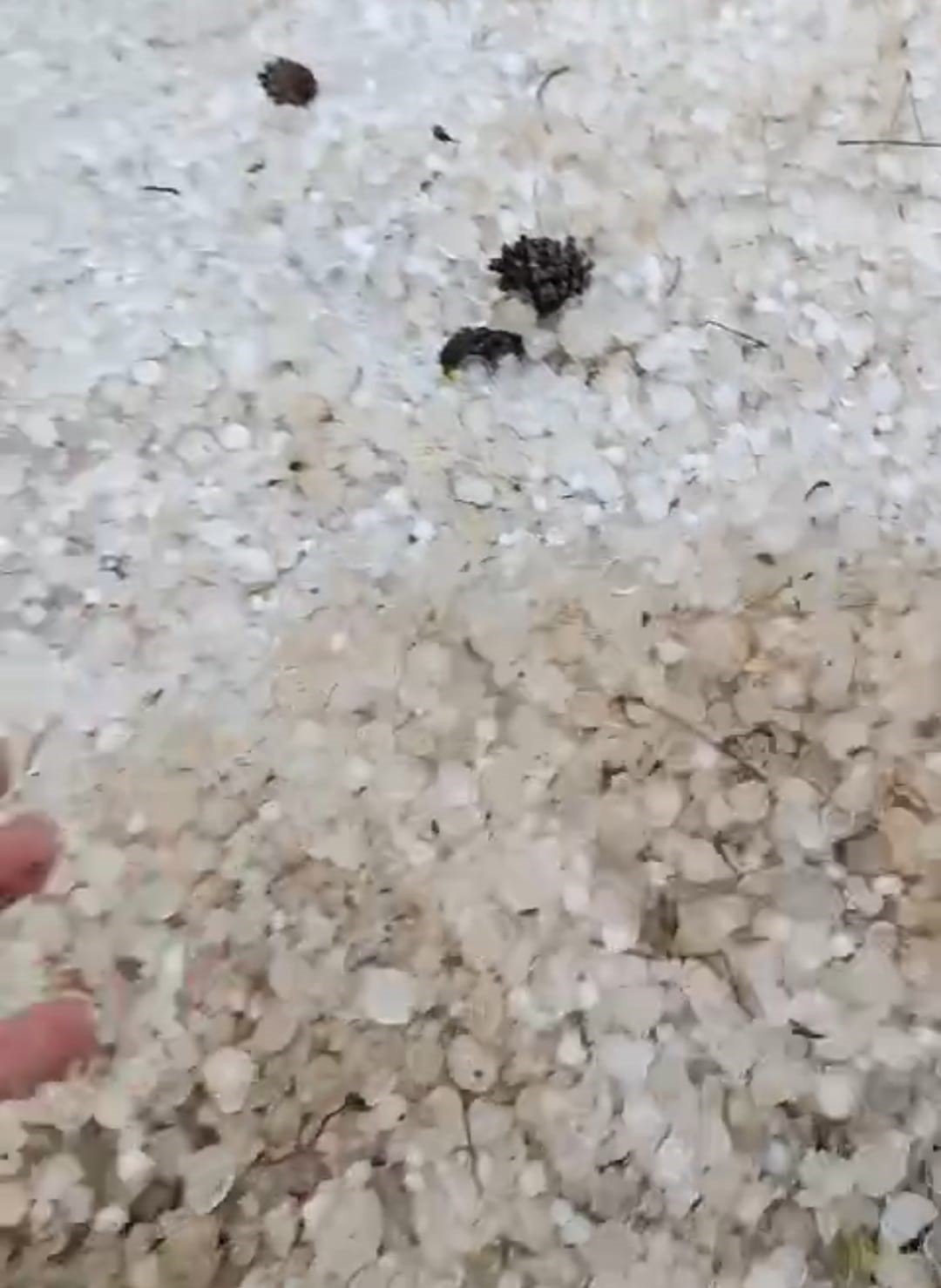 K&uuml;tahya&rsquo;da ceviz b&uuml;y&uuml;kl&uuml;ğ&uuml;nde dolu yağdı
