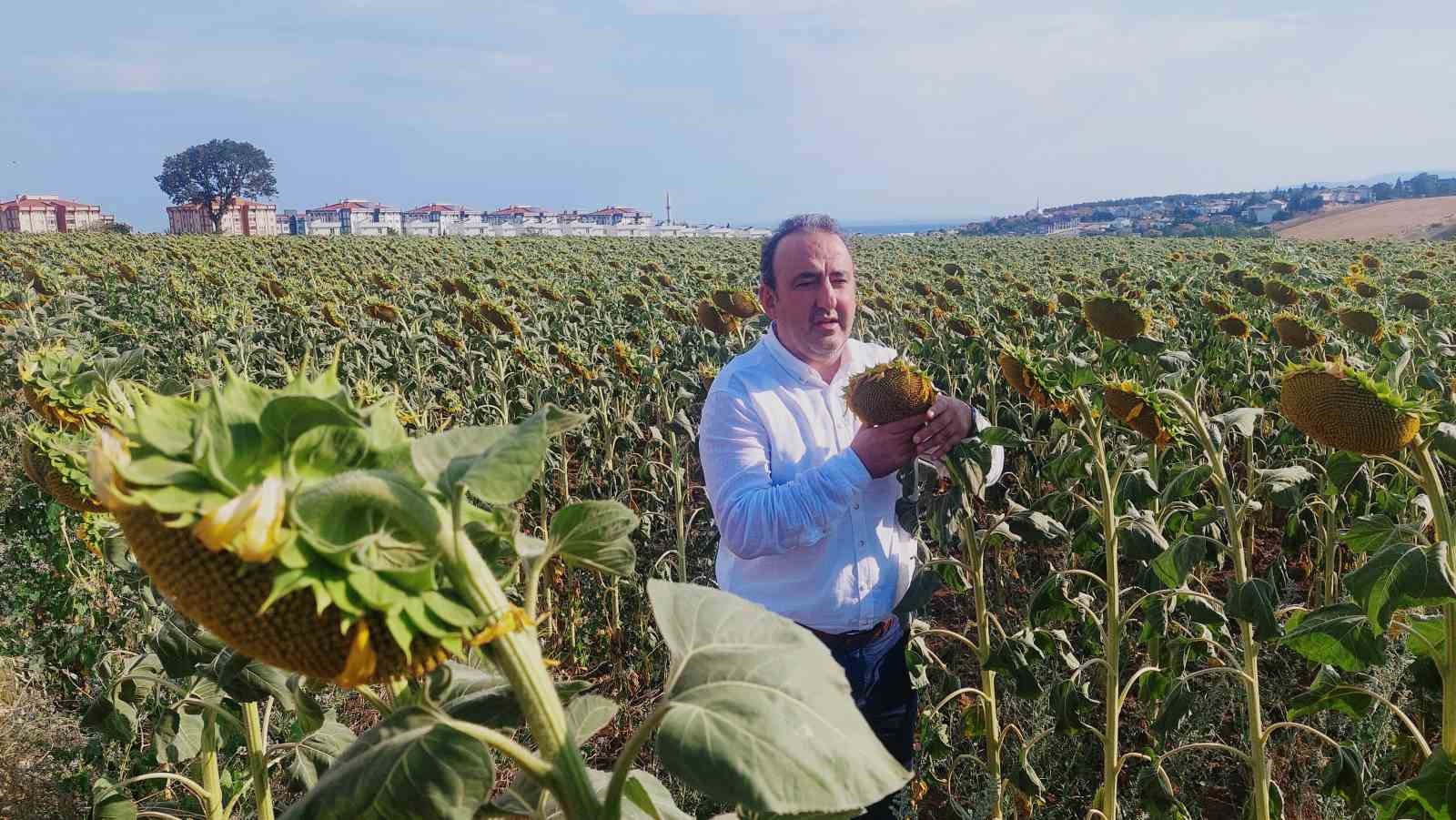 Yerli ayçiçeği kuraklığa meydan okuyor: Uluslararası tohum firmaları şokta
