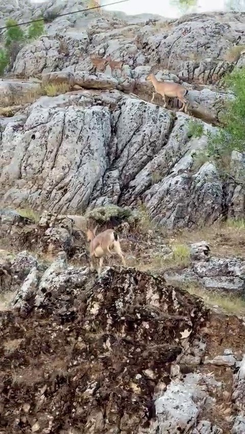 Dağ keçileri Sincik Boğazında görüntülendi