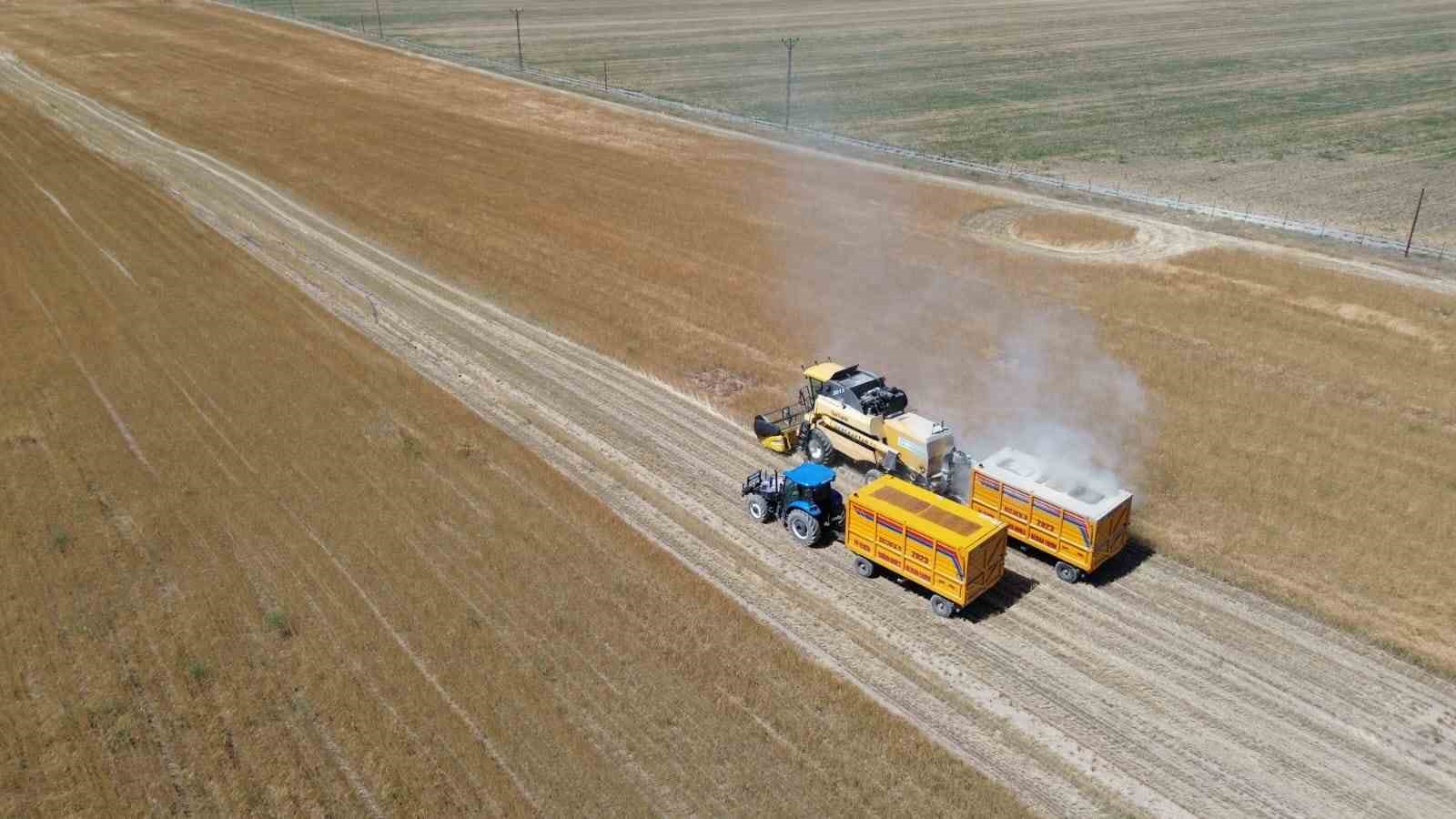 Bitlis&rsquo;te buğday hasadı başladı
