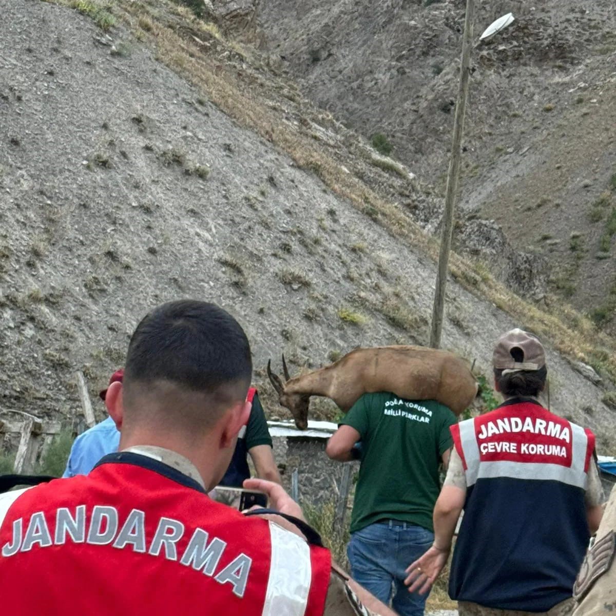 Jandarmadan yaralı dağ ke&ccedil;isine şefkat eli
