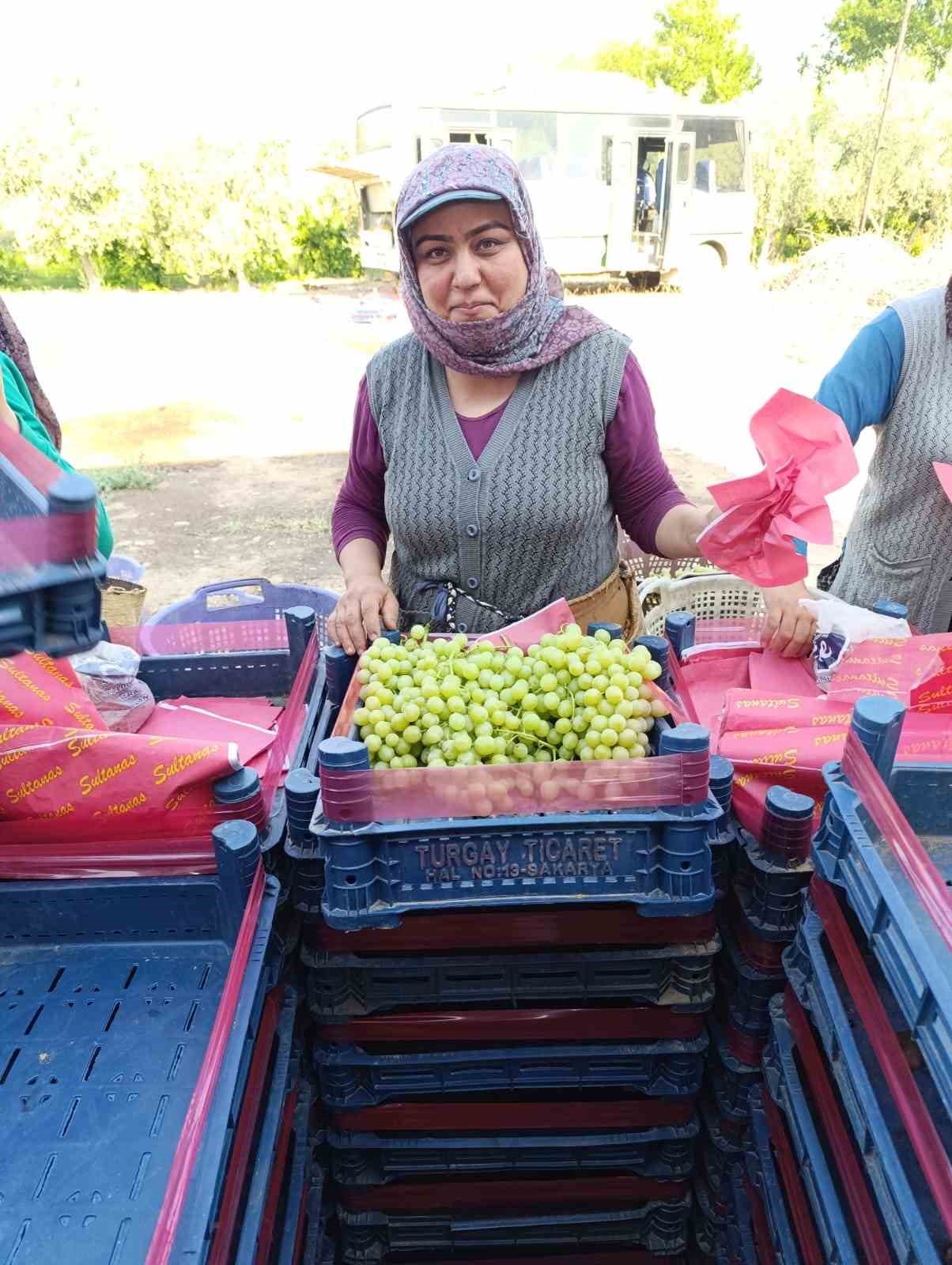 Sarıgöl’de erkenci üzüm cinslerinde hasat
