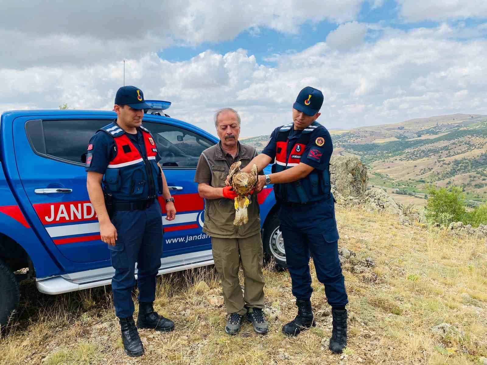 Yaralı kızıl şahin tedavisinin ardından doğaya salındı
