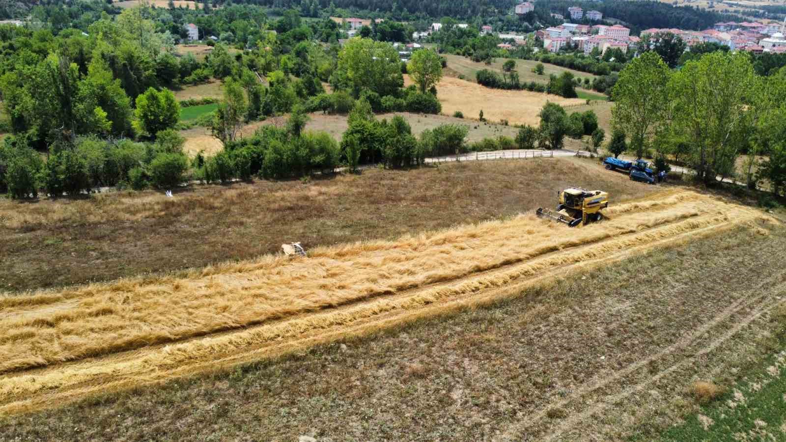 Buğdayın atası ’siyez’de hasat dönemi başladı
