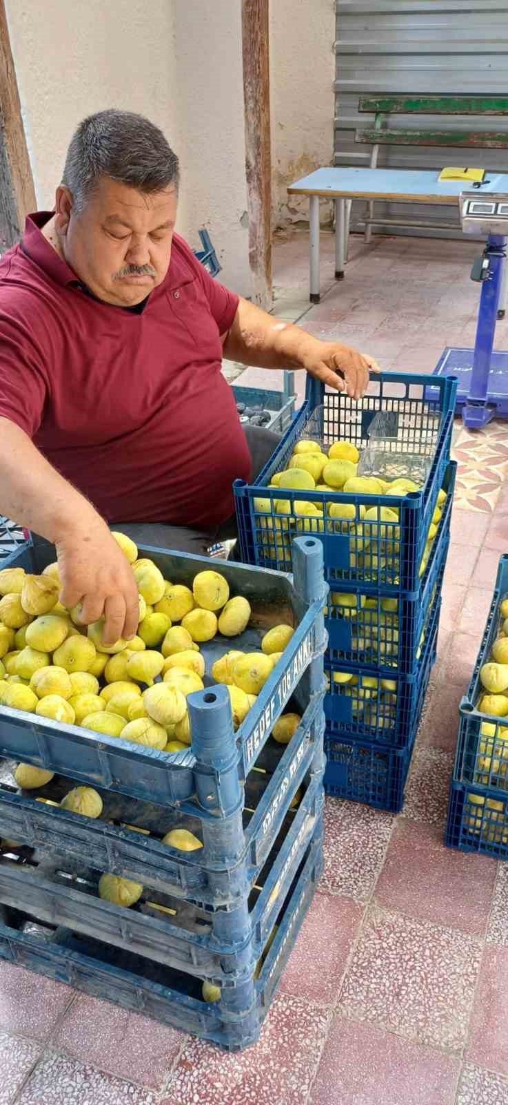 Mersin’de incir hasadı başladı
