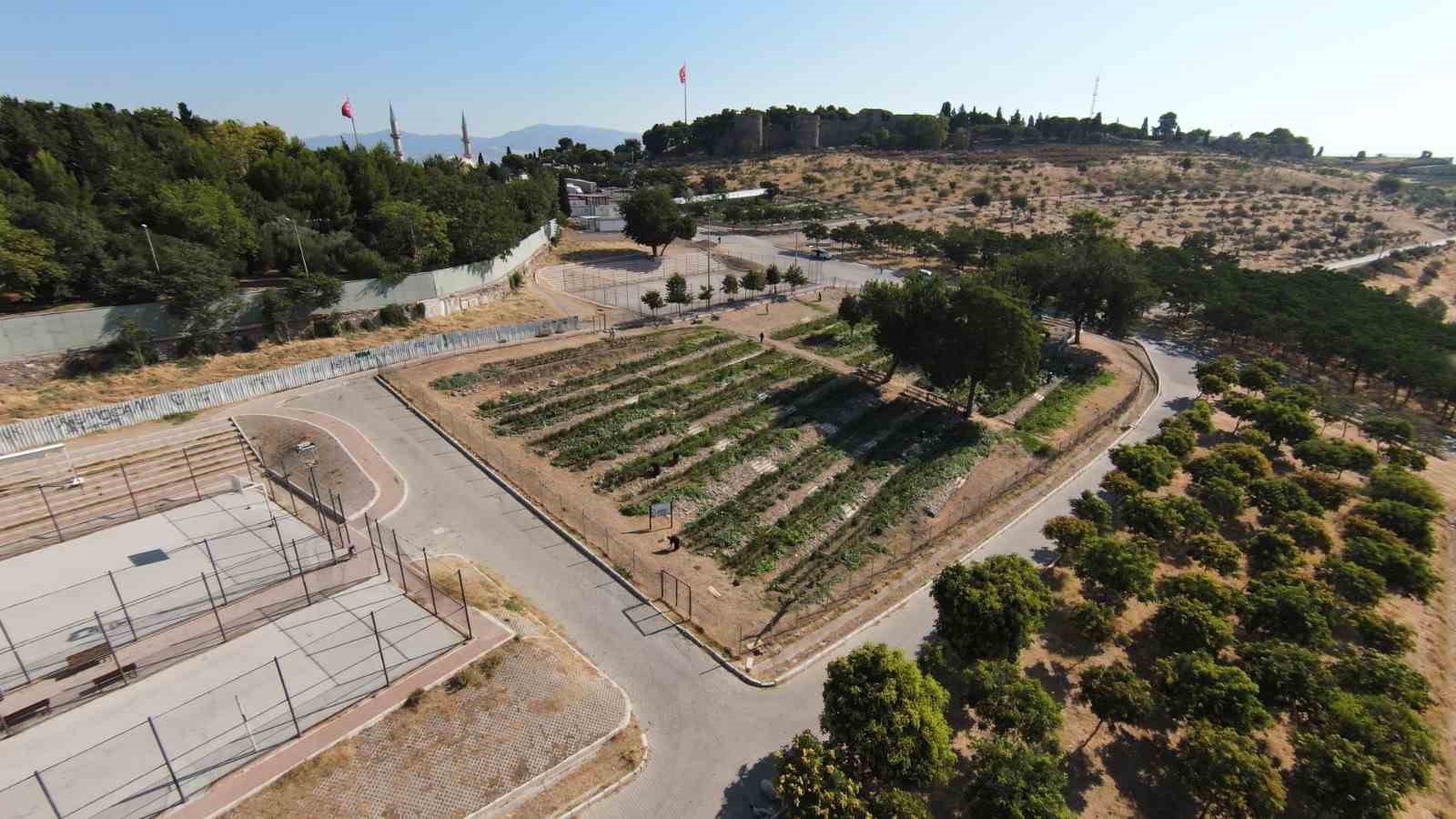 Mahalle bostanında hasat zamanı
