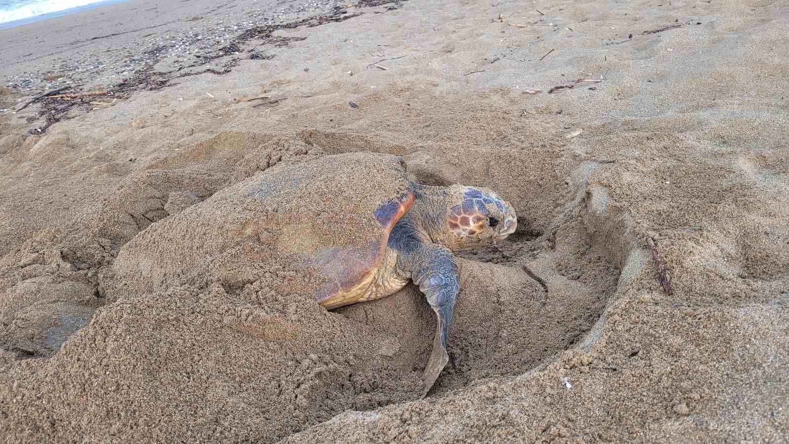 Manavgat’ta caretta caretta koruma çalışmaları sürüyor
