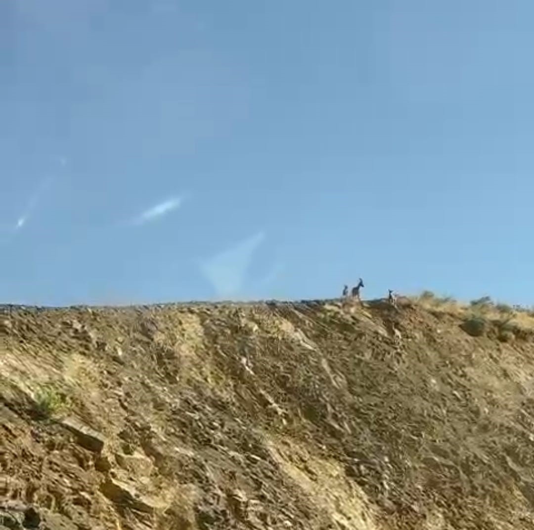 Dağ ke&ccedil;ileri S&uuml;mb&uuml;l Mahallesi&rsquo;ni mesken tuttu
