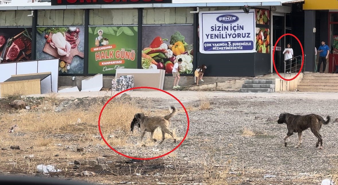 Diyarbakır’da başıboş sokak köpekleri telef ettiği kediyi yemek için yer aradı
