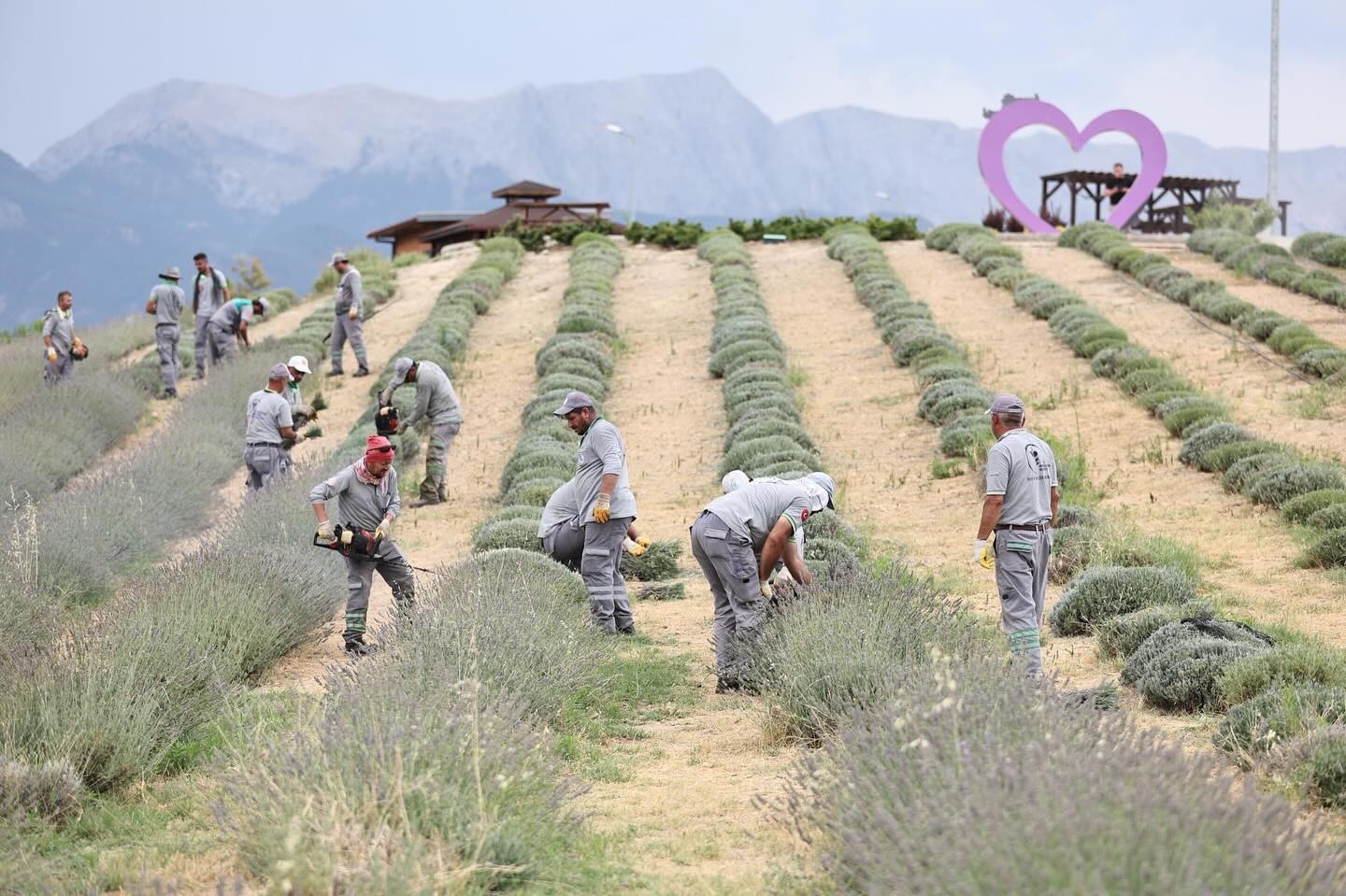 Merkezefendi’nin mor güzelliğinde hasat tamamlandı