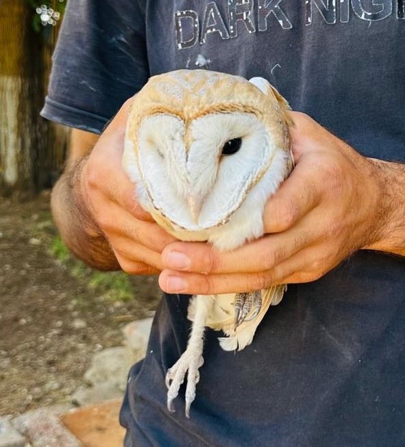 Silopi’de yaralı bulunan peçeli baykuş tedavi altına alındı
