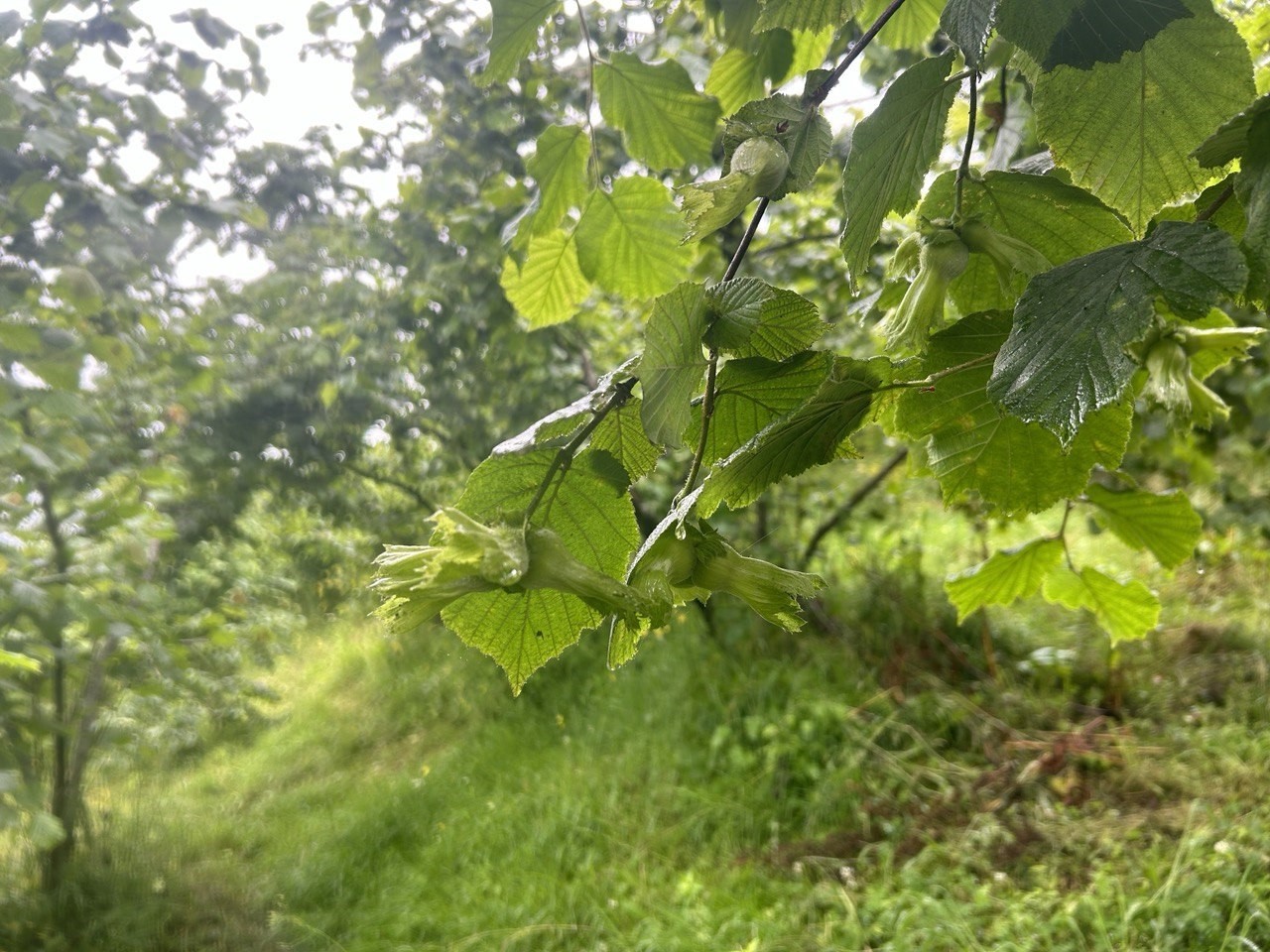 Giresun’da 2024 yılı fındık rekolte çalışmaları tamamlandı
