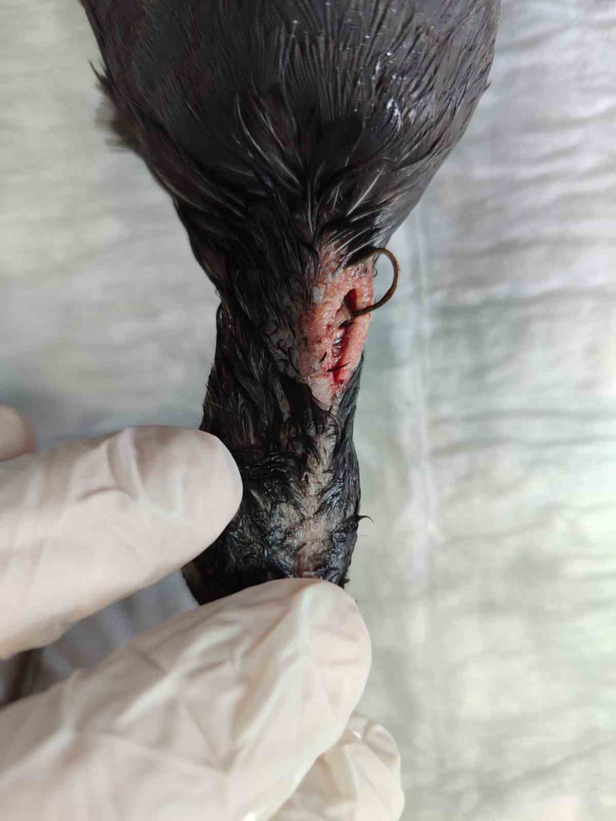 Saz Tavuğunun boğazında olta iğnesi &ccedil;ıkarıldı
