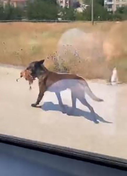 Bahçeye giren köpek tavuğu telef etti