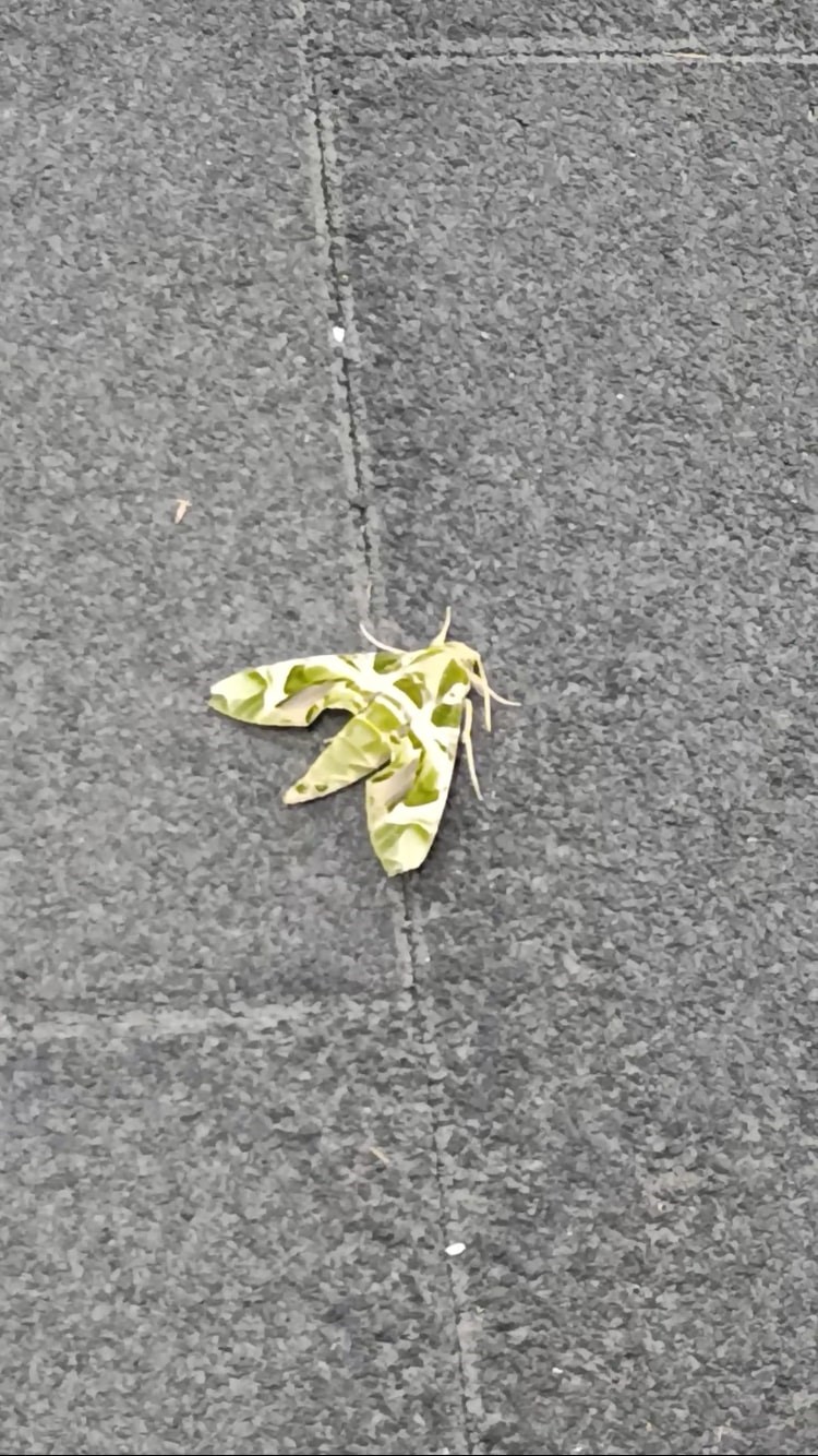 Kamuflaj desenli mekik kelebeği Burdur&rsquo;da g&ouml;r&uuml;ld&uuml;
